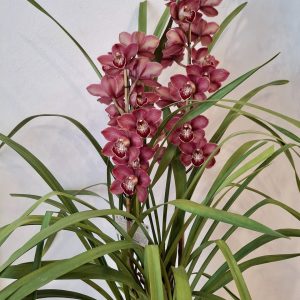 Cymbidium Orchid in white ceramic pot